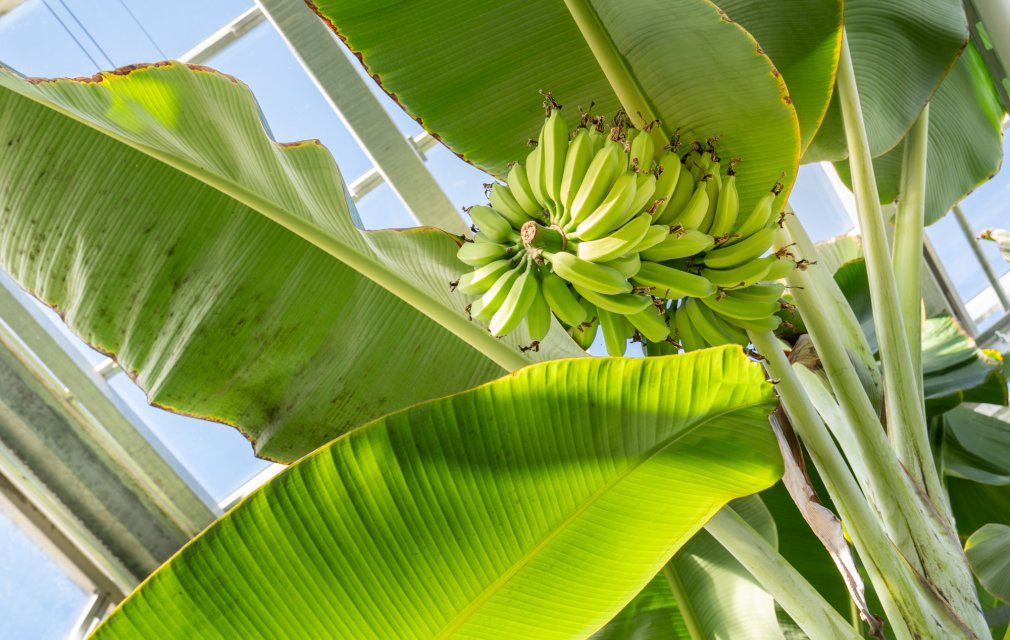 Bananen Tropenhaus